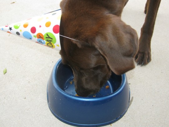 bdaydog